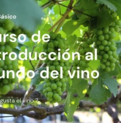 Curso de introducción al mundo del vino - Nivel básico - Winemercat