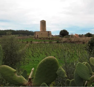 Visita a les vinyes, tast de 3 vins i berenar de productes locals a Es Molí de Son Porquer
