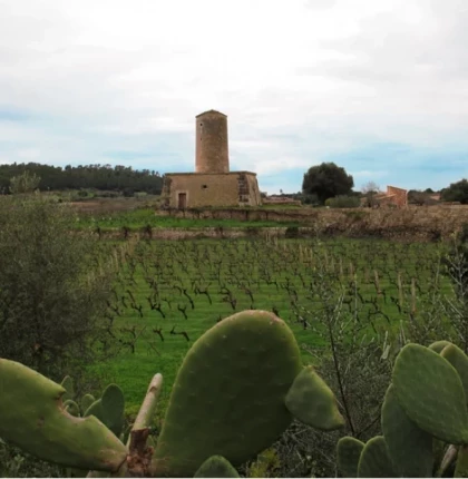 Visita a las viñas, cata de 3 vinos y merienda de productos locales en Es Molí de Son Porquer